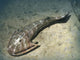 Cephalaspis Lyelli Jawless Fish Wall Decal