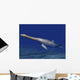 Cryptoclidus Is Extinct Plesiosaur Wall Decal