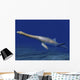Cryptoclidus Is Extinct Plesiosaur Wall Decal