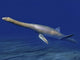 Cryptoclidus Is Extinct Plesiosaur Wall Decal