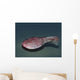 Ctenaspis Is Jawless Fish Wall Decal