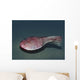 Ctenaspis Is Jawless Fish Wall Decal