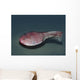 Ctenaspis Is Jawless Fish Wall Decal