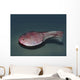 Ctenaspis Is Jawless Fish Wall Decal
