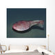 Ctenaspis Is Jawless Fish Wall Decal