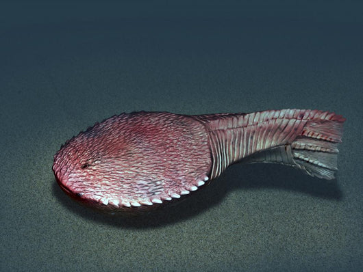 Ctenaspis Is Jawless Fish Wall Decal