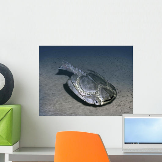 Drepanaspis Is Jawless Fish Wall Decal