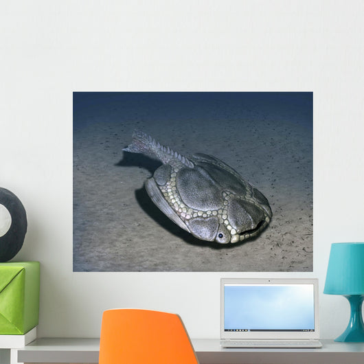 Drepanaspis Is Jawless Fish Wall Decal