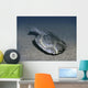 Drepanaspis Is Jawless Fish Wall Decal