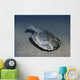 Drepanaspis Is Jawless Fish Wall Decal