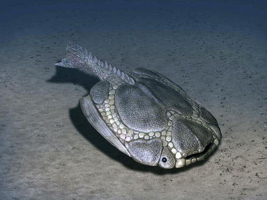 Drepanaspis Is Jawless Fish Wall Decal
