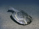 Drepanaspis Is Jawless Fish Wall Decal