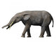 Gomphotherium Angustidens from Miocene Wall Decal