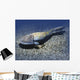 Hemicyclaspis Is Ostracoderm from Wall Decal
