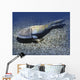 Hemicyclaspis Is Ostracoderm from Wall Decal