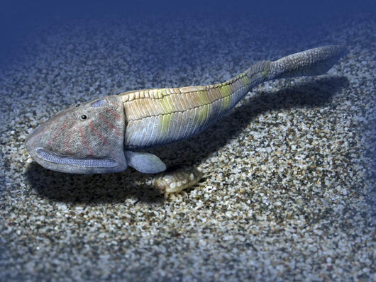 Hemicyclaspis Is Ostracoderm from Wall Decal