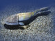 Hemicyclaspis Is Ostracoderm from Wall Decal