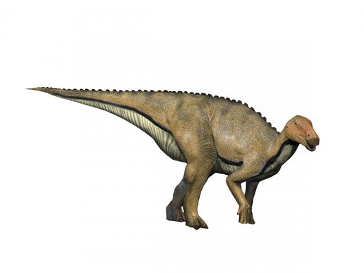 Koshisaurus Is Ornithopod from Wall Decal
