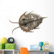 Olenellus Is Extinct Trilobite Wall Decal