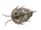 Olenellus Is Extinct Trilobite Wall Decal