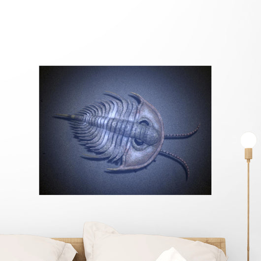 Olenellus Is Extinct Trilobite Water Wall Decal