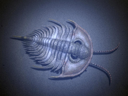 Olenellus Is Extinct Trilobite Water Wall Decal