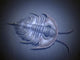 Olenellus Is Extinct Trilobite Water Wall Decal