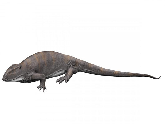 Ophiacodon Is Extinct Synapsid Wall Decal