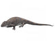 Ophiacodon Is Extinct Synapsid Wall Decal