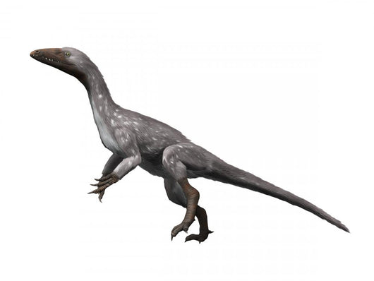 Tawa Hallae Is Theropod Wall Decal