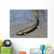 Tiktaalik Is Extinct Lobe-finned Wall Decal