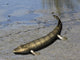 Tiktaalik Is Extinct Lobe-finned Wall Decal