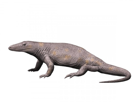 Varanosaurus Is Extinct Synapsid Wall Decal