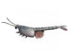Waptia Is Extinct Arthropod Wall Decal