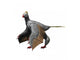 Yi Qi Is Extinct Wall Decal