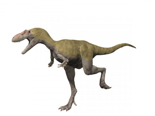 Albertosaurus Is Theropod Dinosaur Wall Decal