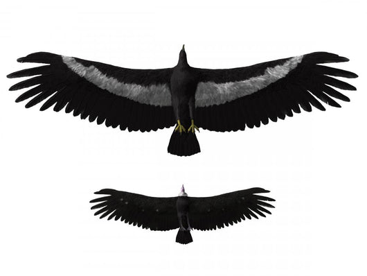 Argentavis Magnificens Compared to Wall Decal