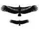 Argentavis Magnificens Compared to Wall Decal