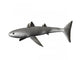 Cladoselache Fyleri Is Extinct Wall Decal