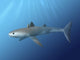 Cladoselache Fyleri Is Extinct Water Wall Decal