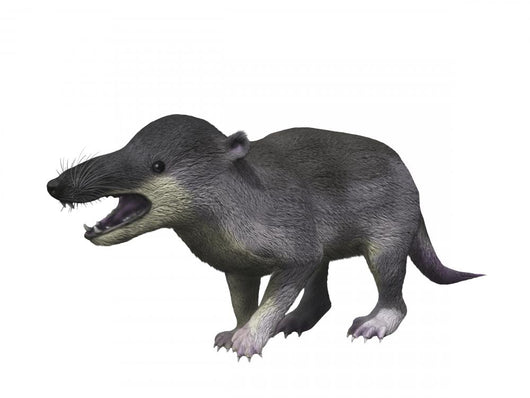Deinogalerix Koenigswaldi Wall Decal