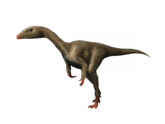 Dracoraptor Is Carnivorous Theropod Wall Decal