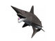 Helicoprion Bessonovi Is Cartilaginous Wall Decal