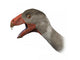 Incisivosaurus Is Theropod Dinosaur Wall Decal
