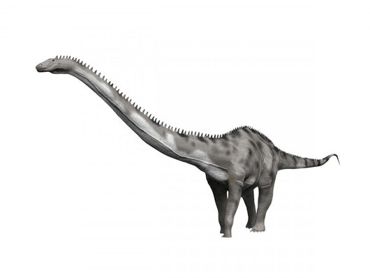 Diplodocus Hallorum Is Sauropod Wall Decal