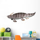 Xenacanthus Decheni Prehistoric Shark Wall Decal
