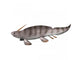 Xenacanthus Decheni Prehistoric Shark Wall Decal