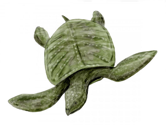 Archelon Ischyros Testudines Late Wall Decal
