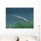 Keichousaurus Hui Aquatic Reptile Wall Decal
