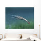 Keichousaurus Hui Aquatic Reptile Wall Decal